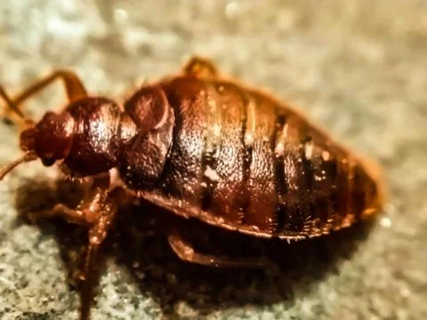 A picture of bedbug with blur background Stock-Fotos