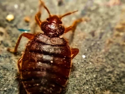 A picture of bedbug with blur background Stock-Fotos