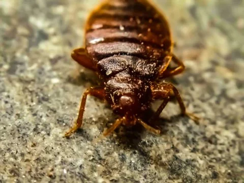 A picture of bedbug with blur background Stock-Fotos