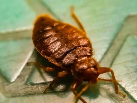 A picture of bedbug with blur background Stock-Fotos