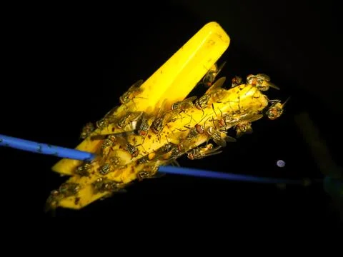A picture of bee with dark background Stock Photos