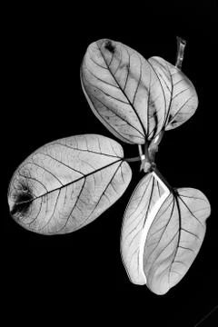 A picture of big leafs Foto stock