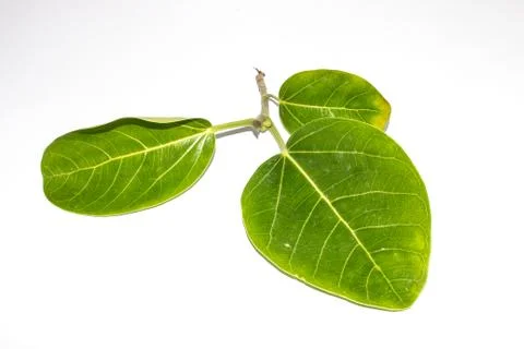 A picture of big leafs 스톡 사진