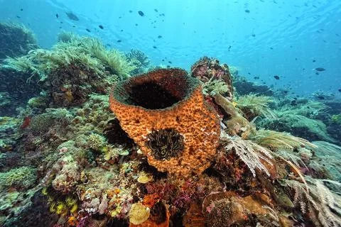 A picture of a big sponge Stock Photos