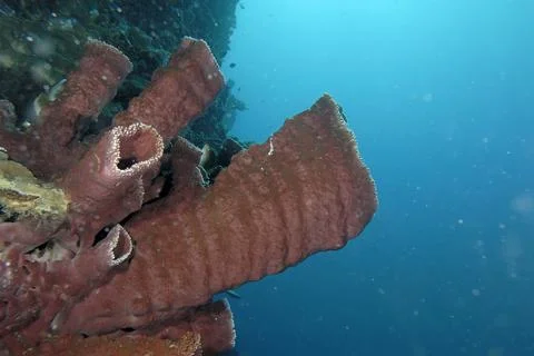 A picture of a big sponge Stock Photos