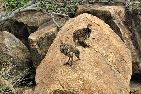 A picture of a bird Stock Photos