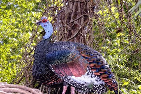 A picture of a bird Stock Photos
