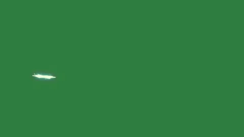 Picture of bird this is on plane flying in the sky person jumping isolated Stock-Footage 336855668