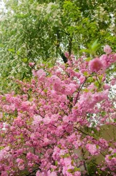 Picture of a blossoming cherry tree Stock Photos