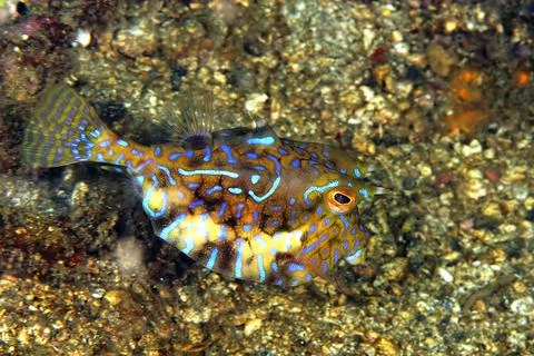 A picture of a box fish Stock Photos