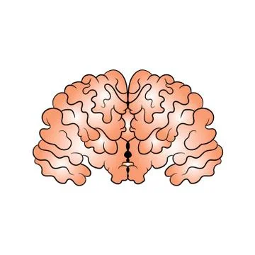 Picture of the brain drawn by hand. Vector illustration Illustrazione stock