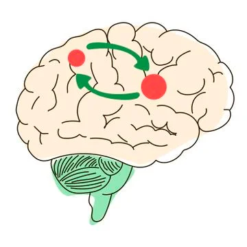 Picture of a brain on a white background. 库存插图