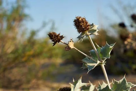 Picture of burdock. Stock Photos