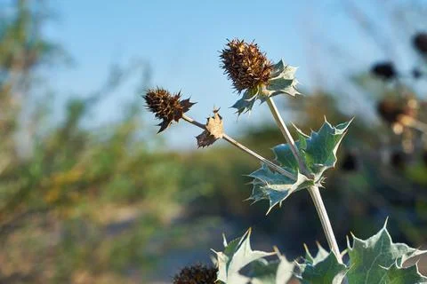 Picture of burdock. Stock Photos