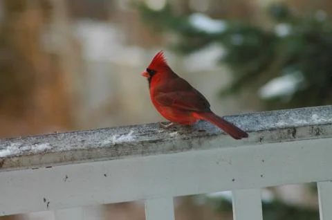 Picture of Cardinal on a Railing Stock Photos