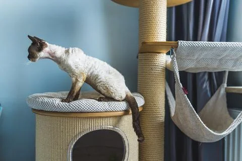 Picture of a cat half-standing, half-seating on the cat tower. Medium shot. Pet Stock Photos