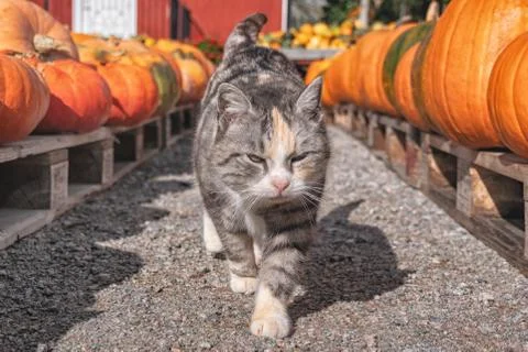 Picture of cat walking between rows op orange pumpkins at the swedish autumn  Stock Photos