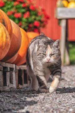Picture of cat walking between rows op orange pumpkins at the swedish autumn  Stock Photos