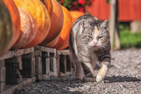 Picture of cat walking between rows op orange pumpkins at the swedish autumn  Stock Photos