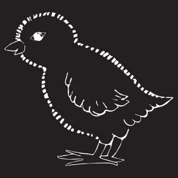 A picture of a chicken on a black background. vector illustration. Hand drawing Stock Illustration