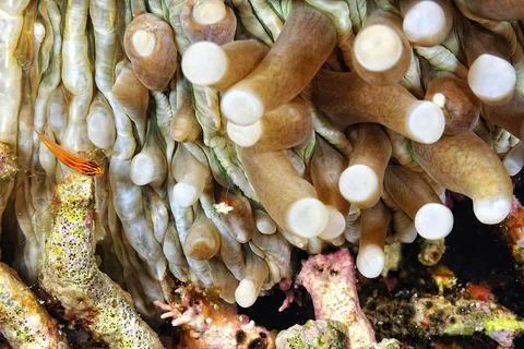 A picture of a Cleaner shrimp Stock Photos
