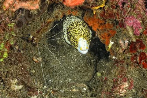 A picture of a clouded moray Stock Photos