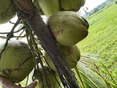 A picture of a coconut on the tree Stock Photos