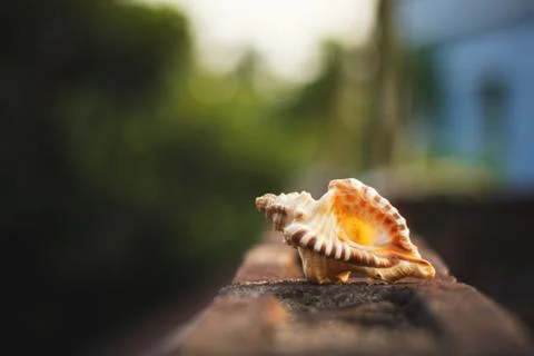 A picture of conch shell laid on the roof surface Stock Photos