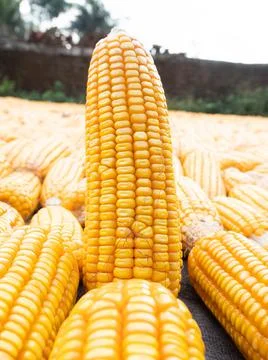 Picture of corn with cobs Stock Photos