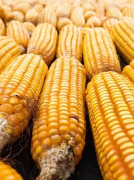 Picture of corn with cobs Stock Photos