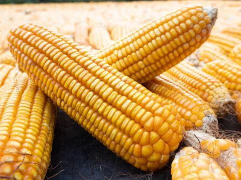 Picture of corn with cobs Stock Photos