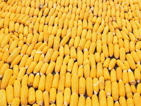 Picture of corn with cobs Stock Photos