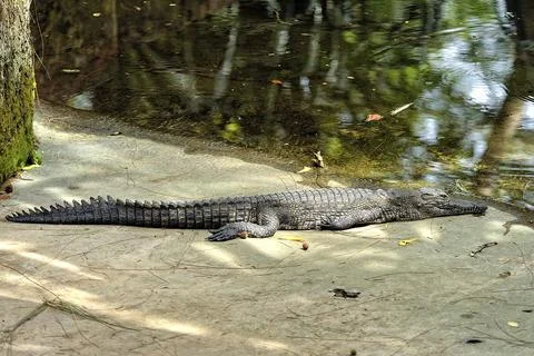 A picture of a crocodile Stock Photos
