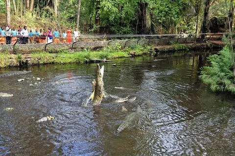 A picture of a crocodile Stock Photos