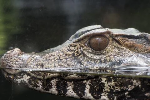 A picture of a crocodile Stock Photos
