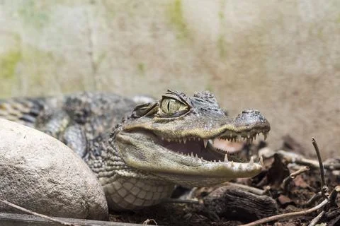 A picture of a crocodile Stock Photos