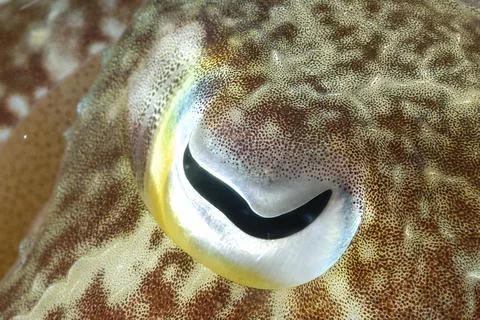 A picture of a cuttlefish Stock Photos
