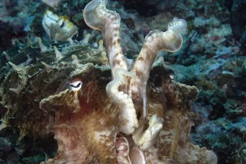 A picture of a cuttlefish Stock Photos