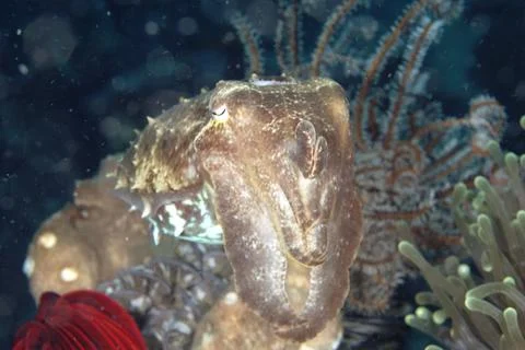 A picture of a cuttlefish Stock Photos