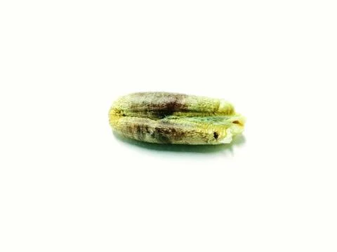 A picture of date seed on a white background Foto stock