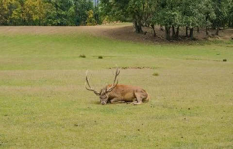 Picture of a deer lying down on the grass. Rests on an autumn day. Czech Stock Photos