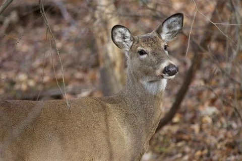 Picture with a deer slanting to the camera Foto stock