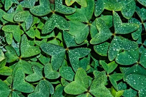 Picture of dense lush green triangular shaped leaves with rain water drople.. Foto stock