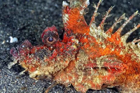 A picture of a devil scorpionfish Stock Photos