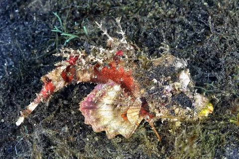A picture of a devil scorpionfish Stock Photos