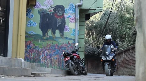 Picture of dog on the wall in the alley Stock Footage 59190128