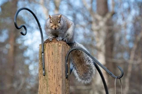 A picture of a eastern grey Squirrel standing on the stud. Stock Photos