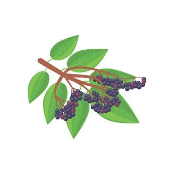 A picture of elderberry Stock Illustration