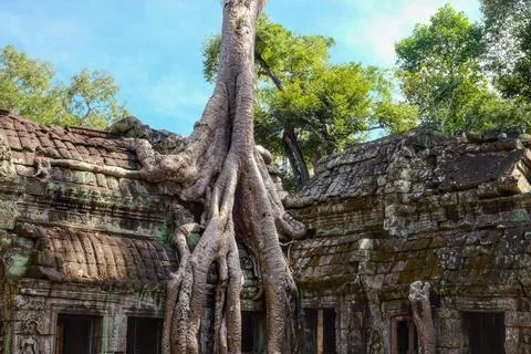 Picture of the enduring and intertwining roots of jungle trees sprawling Stock Photos