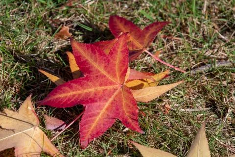 A picture of a fallen red leaf on the ground. Stock Photos